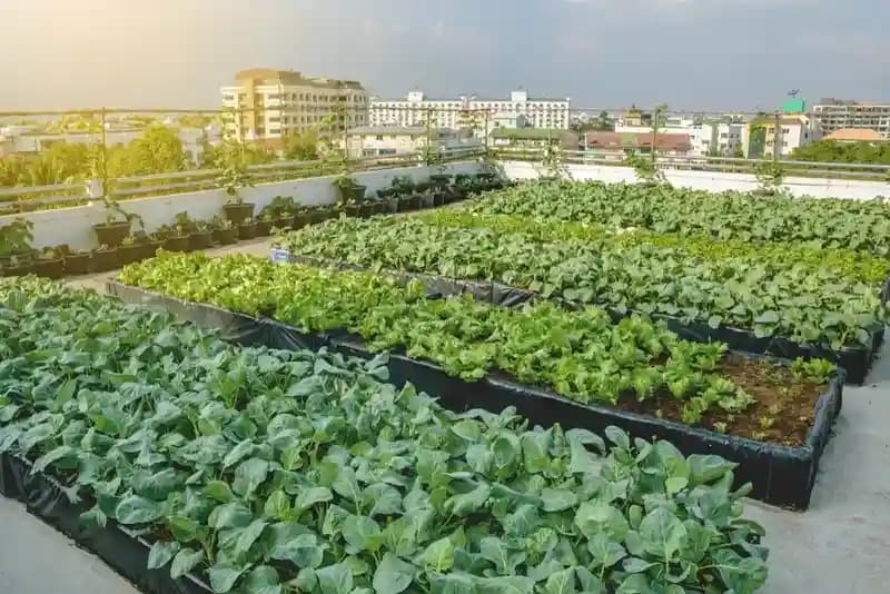 Urban Farm Development
