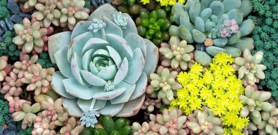 Sedums and Succulents