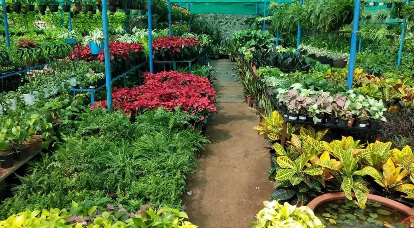 Wholesale Plant Supply