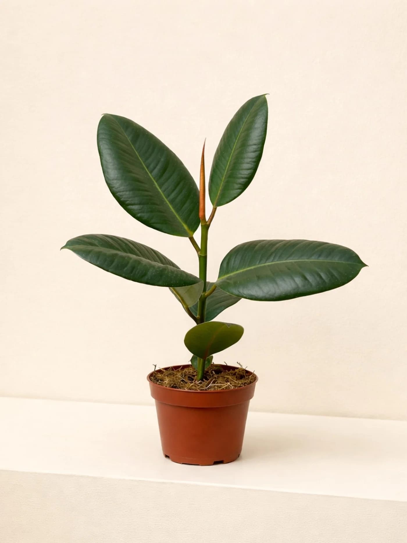 Rubber Plant
